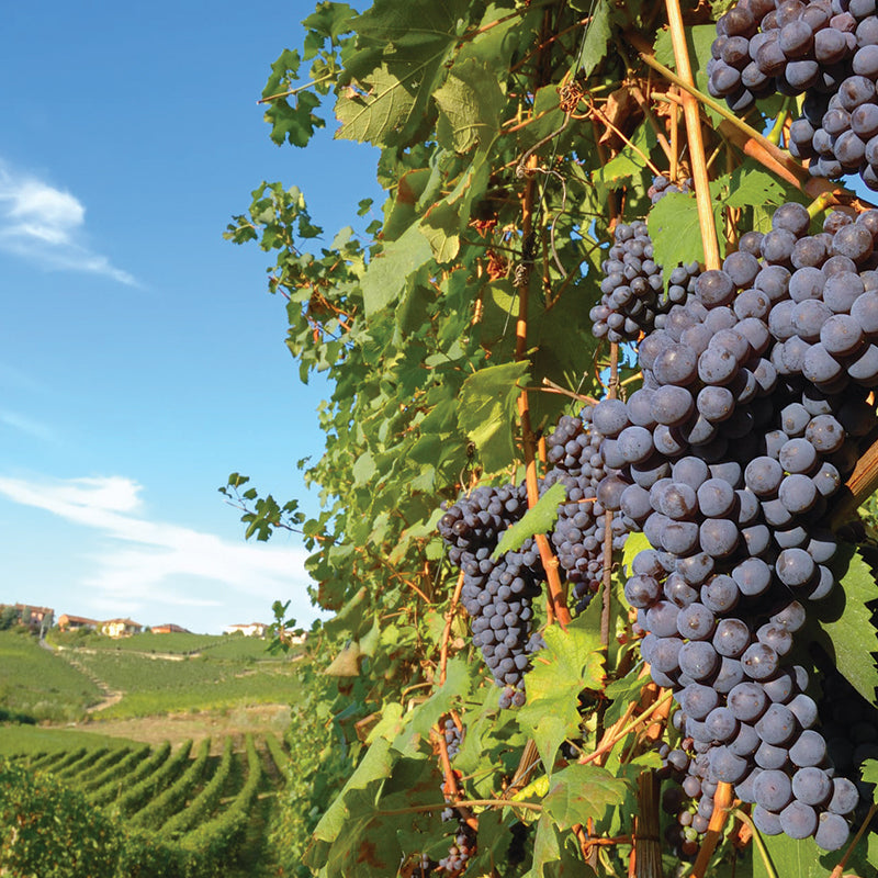 Nebbiolo Wine Collection