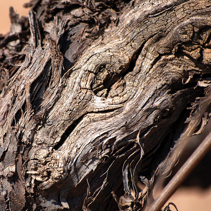 Old Vine ZInfandel