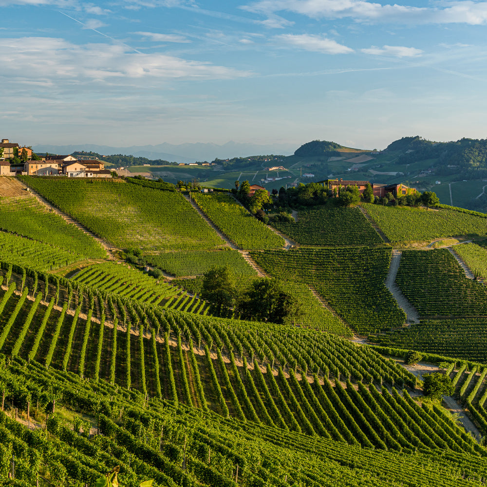 Hilly landscape with vineyards and buildings under a blue sky.