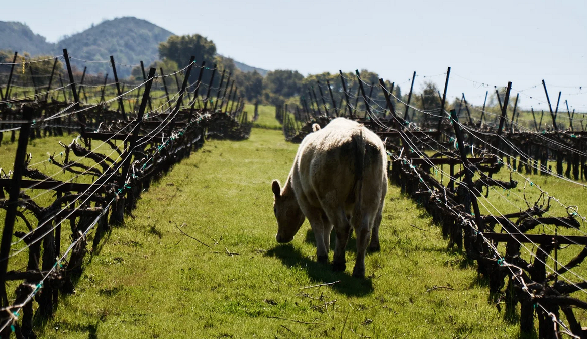 2023 Pilcrow, Cabernet Sauvignon "Glass Rock", Pope Valley