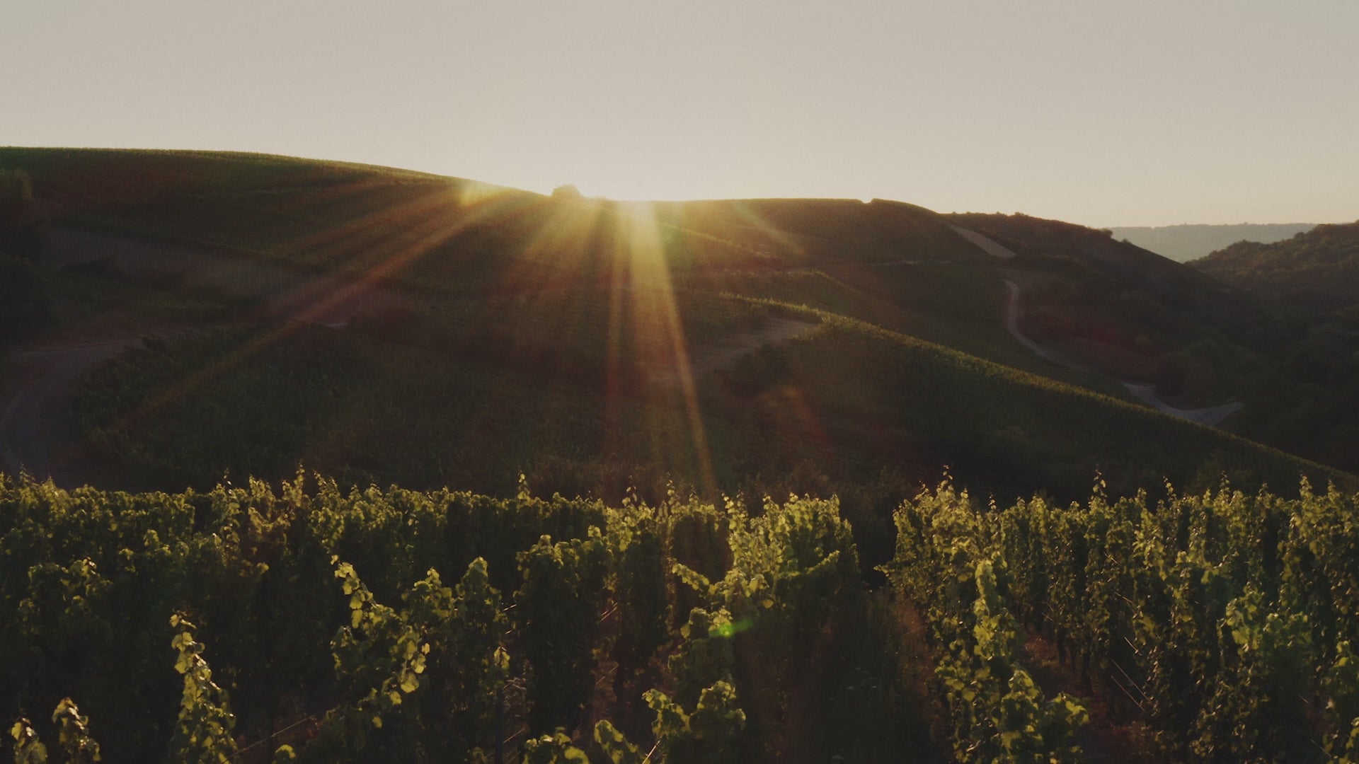 VDP: Masters of Riesling