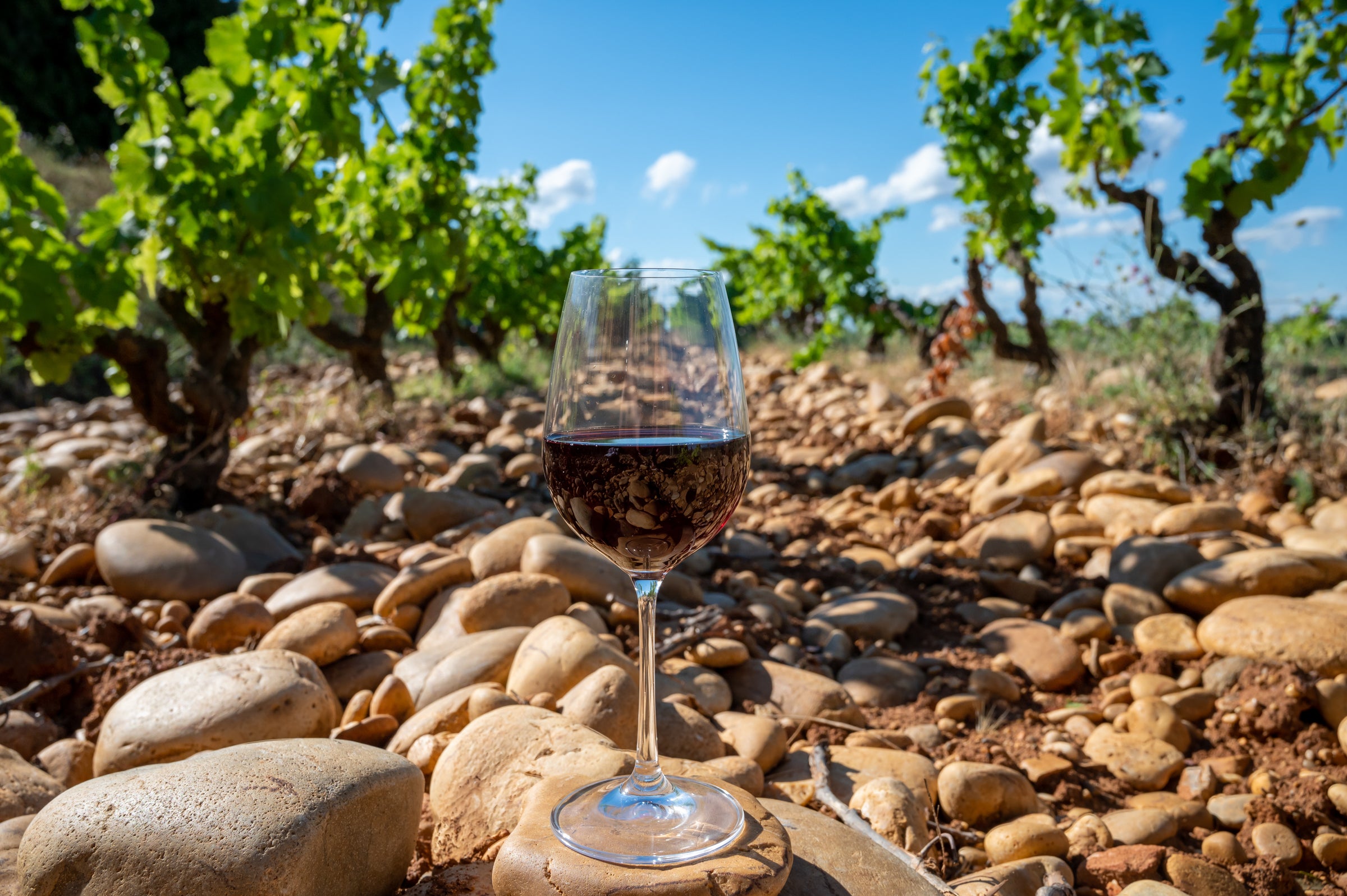 Rhône Valley Wines