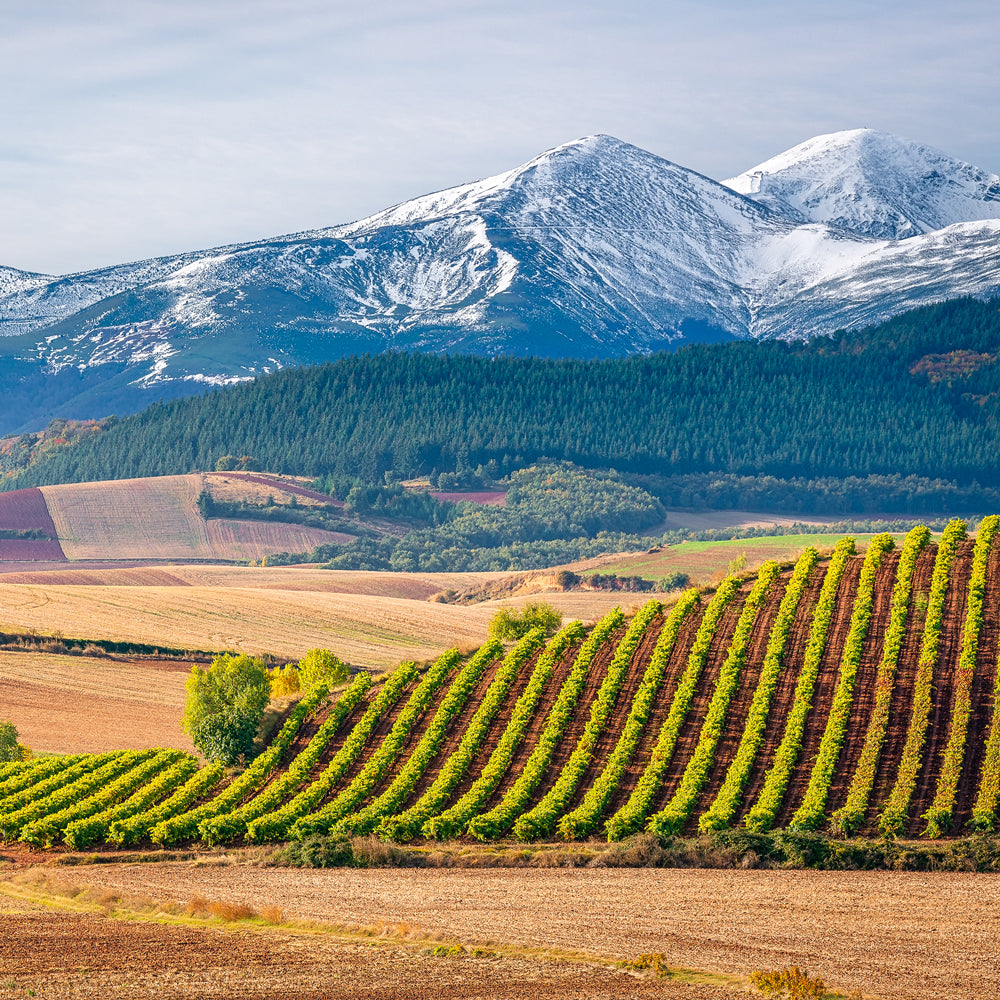La Rioja Wine Collection
