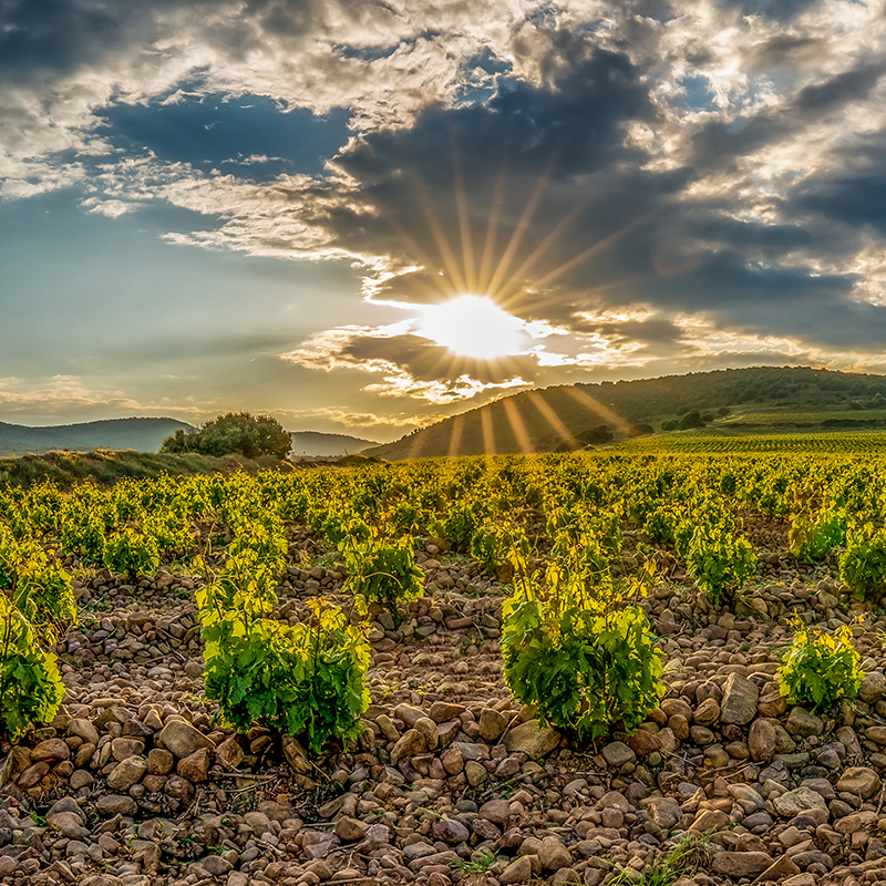 Rioja Spain Wine Historic Library