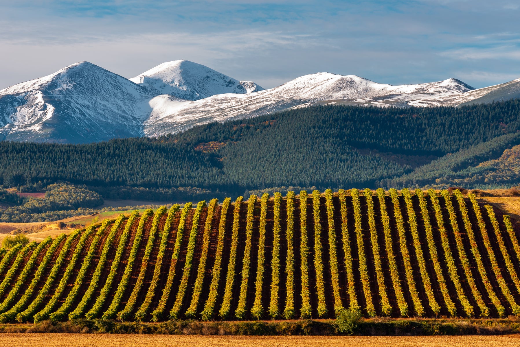 Rioja Wine Colleciton
