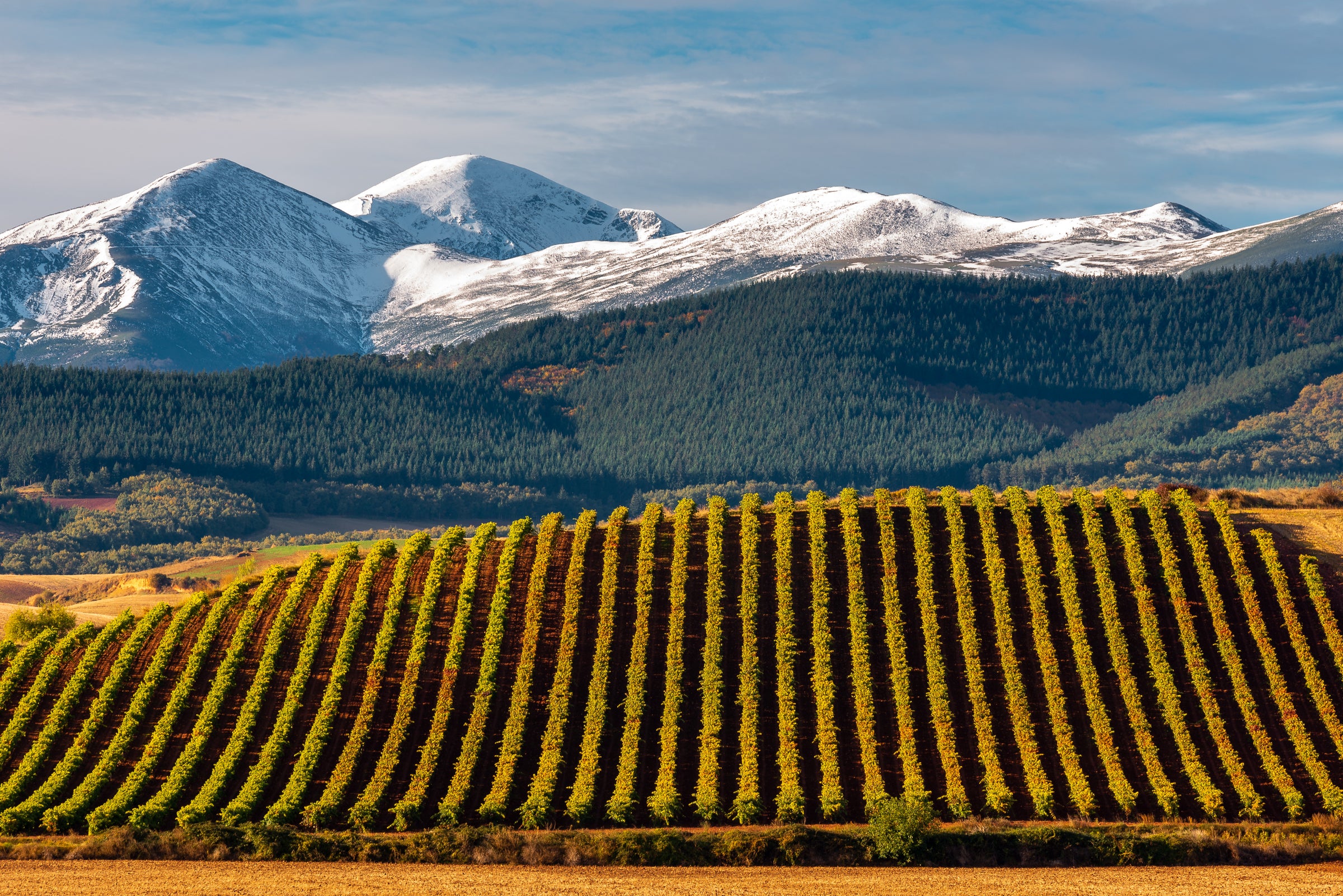 Rioja Wine Colleciton