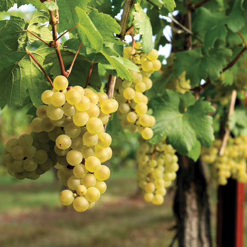 Sauvignon Blanc Grapes