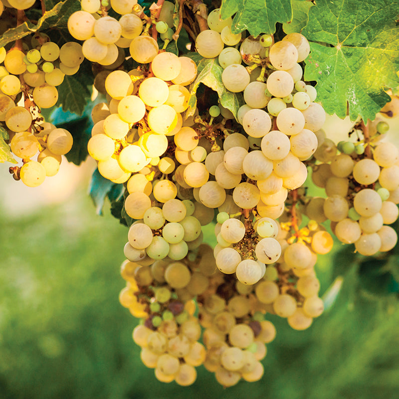 Sémillon Grape