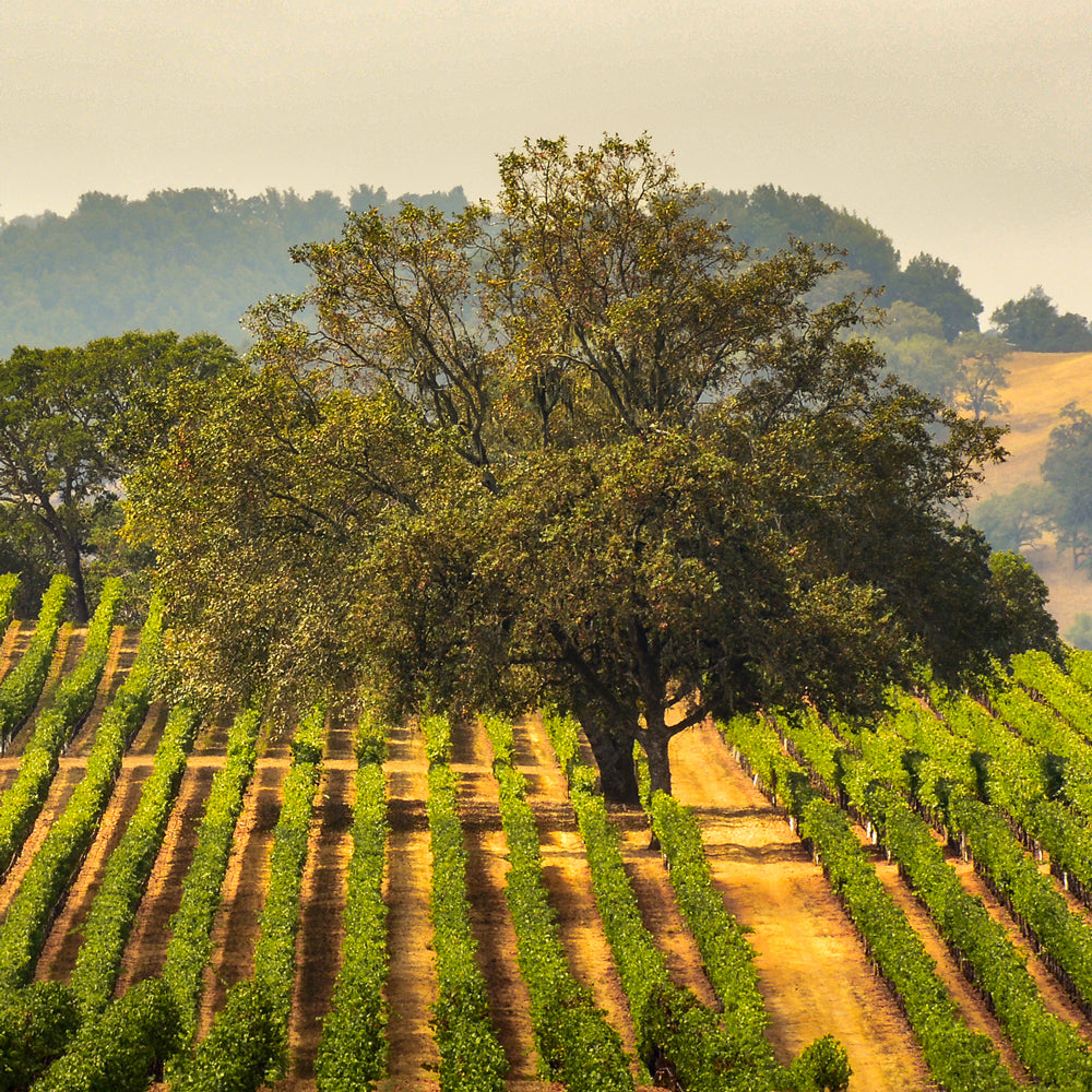 Sonoma County Vineyard