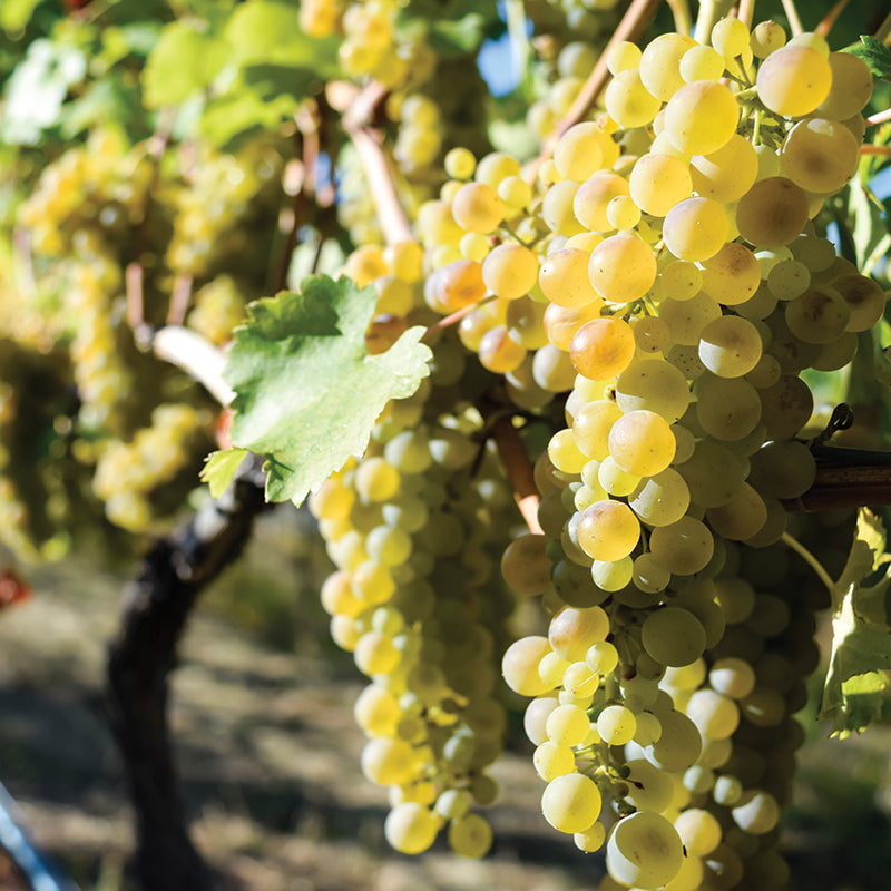 Viognier - White Grapes