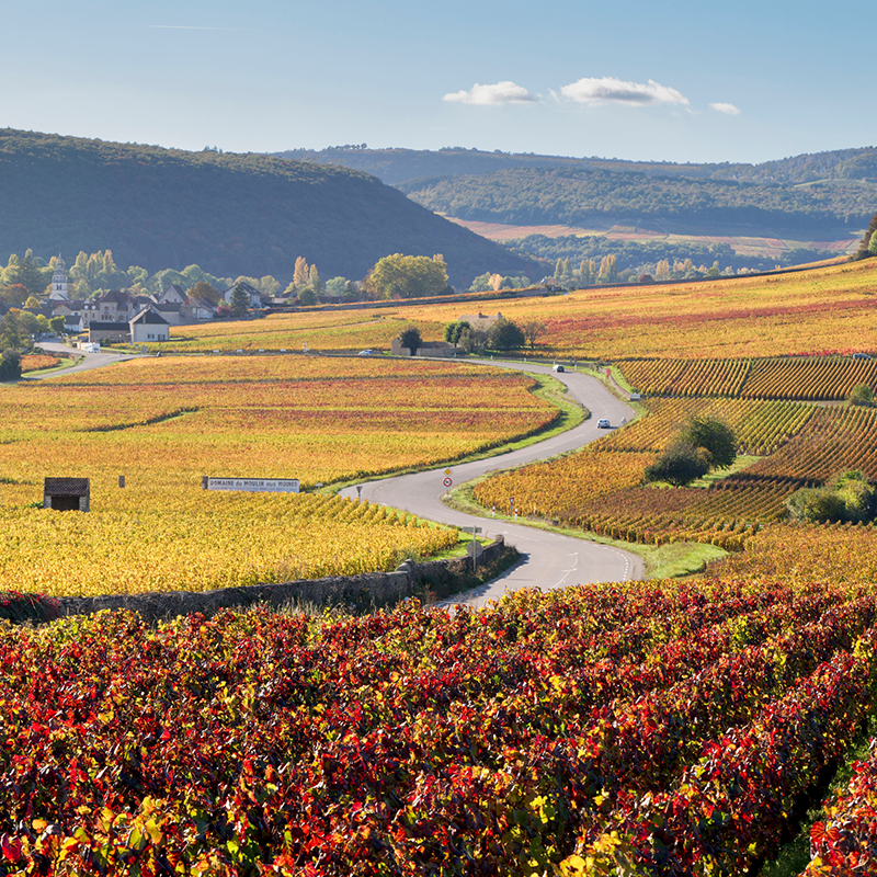 Volnay Burgundy