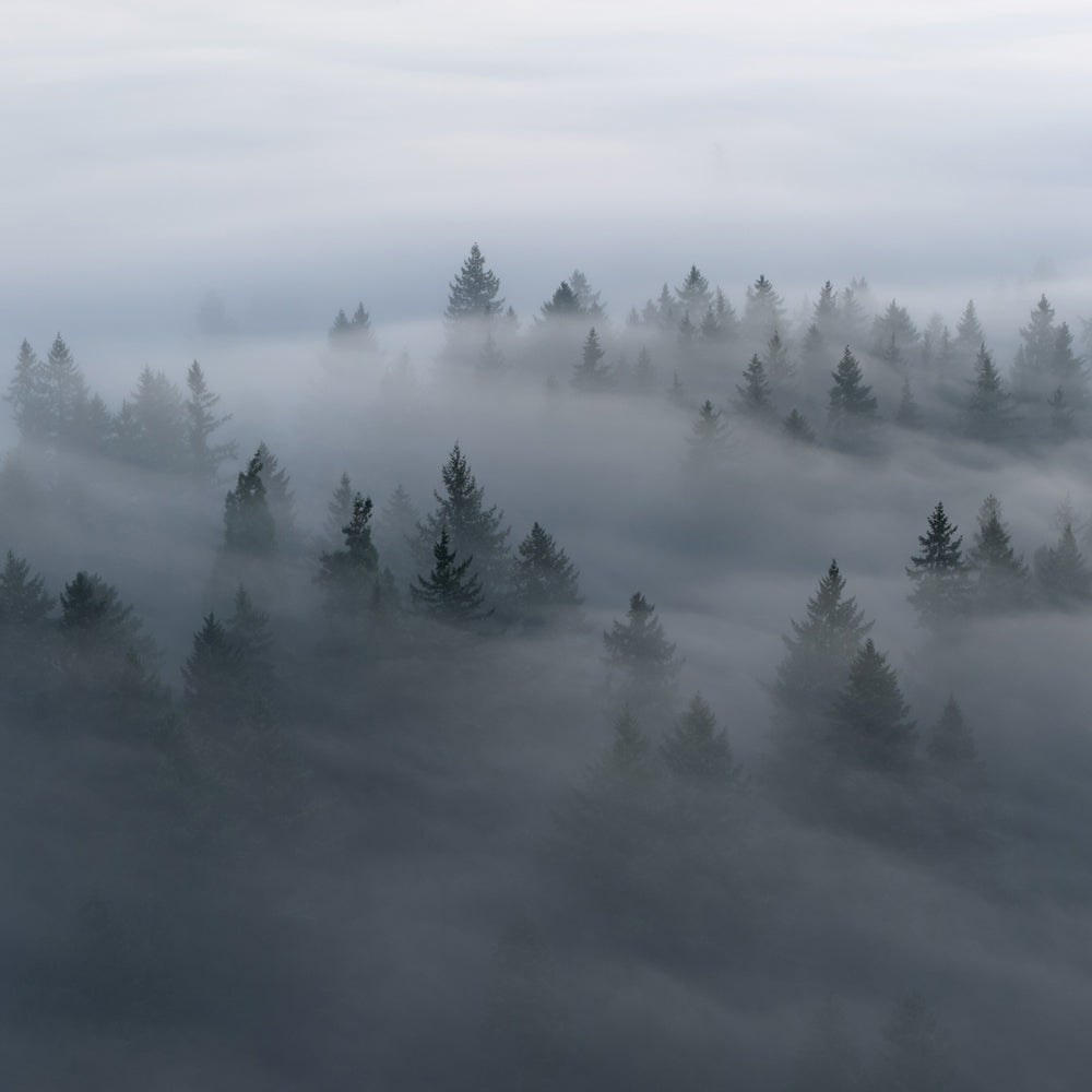 Willamette Valley Pinot Noir