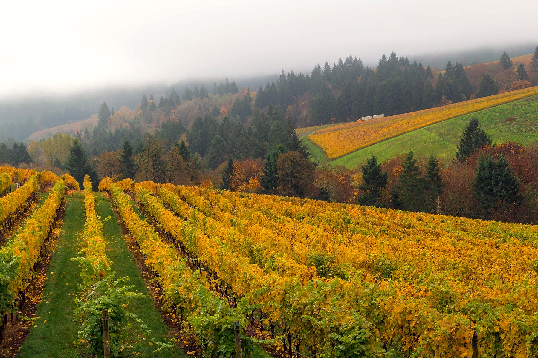 Willamette Valley - Fall Vineyard