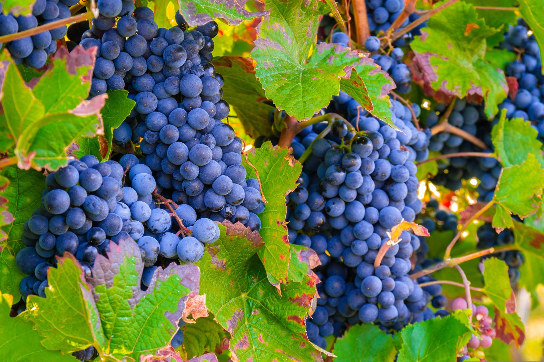 Napa Valley Cabernet Sauvignon Grapes